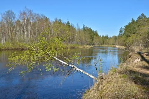 Forest river in may. Stock Photos