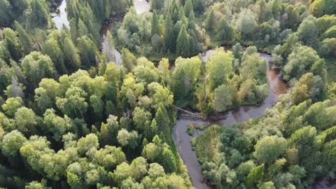 Forest river meanders in the wilderness of the forest Stock Footage 143525794