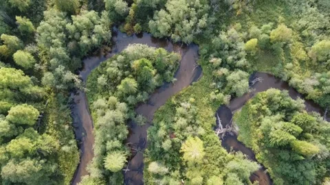 Forest river meanders in the wilderness of the forest Stock Footage 143525798
