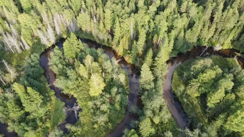 Forest river meanders in the wilderness of the forest Stock Footage 143525805
