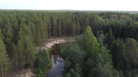 Forest river meanders in the wilderness of the forest Stock Footage 143525807
