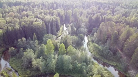 Forest river meanders in the wilderness of the forest Stock Footage 143525819
