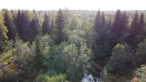 Forest river meanders in the wilderness of the forest Stock Footage 143525860