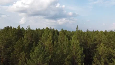 Forest river meanders in the wilderness of the forest Stock Footage 143525884