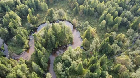 Forest river meanders in the wilderness of the forest Stock Footage 143525886