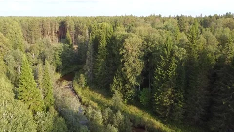 Forest river meanders in the wilderness of the forest Stock Footage 143525896