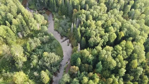 Forest river meanders in the wilderness of the forest Stock Footage 143525897
