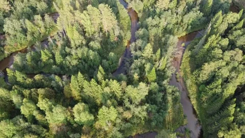 Forest river meanders in the wilderness of the forest Stock Footage 143525915