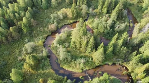 Forest river meanders in the wilderness of the forest Stock Footage 143525922