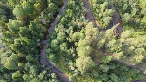 Forest river meanders in the wilderness of the forest Stock Footage 143525925