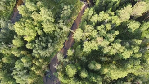 Forest river meanders in the wilderness of the forest Stock Footage 143525931