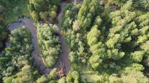 Forest river meanders in the wilderness of the forest Stock Footage 143525933
