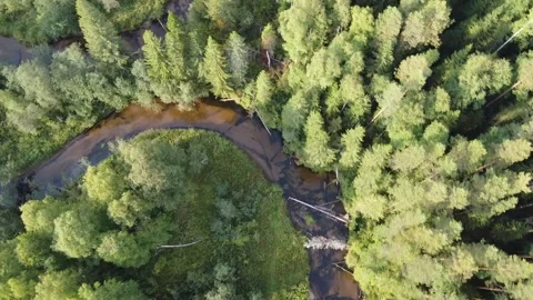 Forest river meanders in the wilderness of the forest Stock Footage 143525934