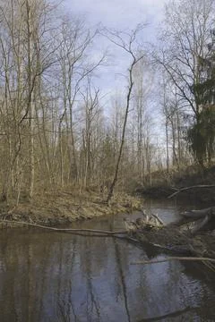 Forest river in a mixed forest in early spring Stock Photos