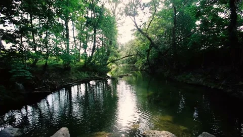 Forest river in the morning Stock Footage 133868684