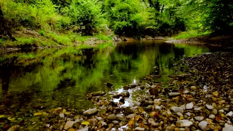 Forest river in the morning Stock Footage 138452736