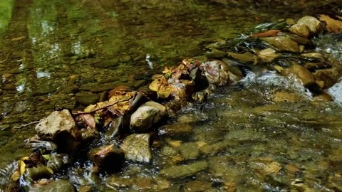 Forest river in the morning Stock Footage 138452893