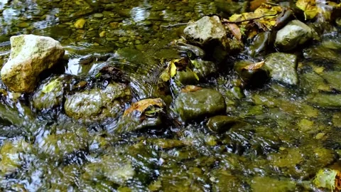 Forest river in the morning Stock Footage 138452901
