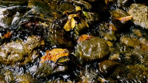 Forest river in the morning Stock Footage 138452905