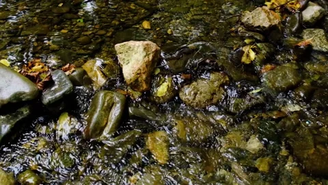 Forest river in the morning Stock Footage 138453603