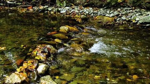 Forest river in the morning Video stock 138453689