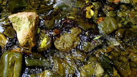 Forest river in the morning Stock Footage 138453700
