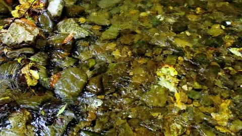 Forest river in the morning Stock Footage 138453795