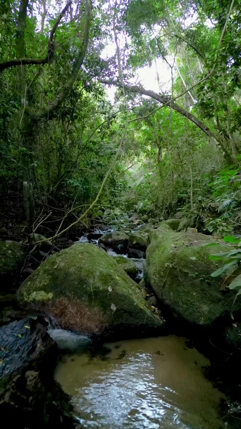 Forest River with Mossy Rocks and Cascading Water in Atlantic Forest – Ilhabela Vídeos de archivo 334617552