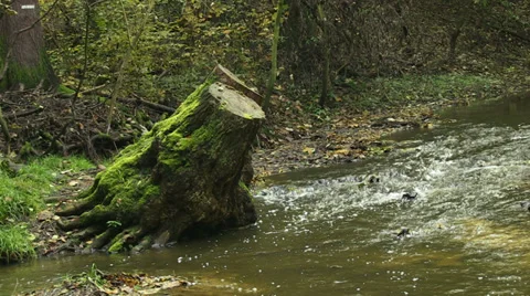 Forest river mossy stump Stock Footage 32592249