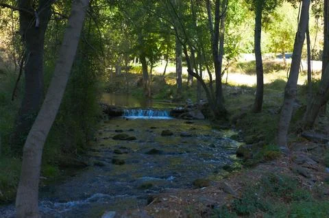 Forest river in the mountains Foto stock