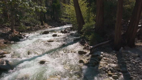 A Forest River Moves Beneath Trees Stock Footage 251308102