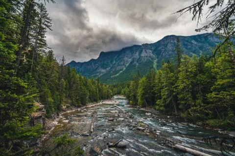 Forest river on an overcast day. Stock Photos
