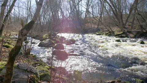 Forest River Pack (1.0) Stock Footage 132955031