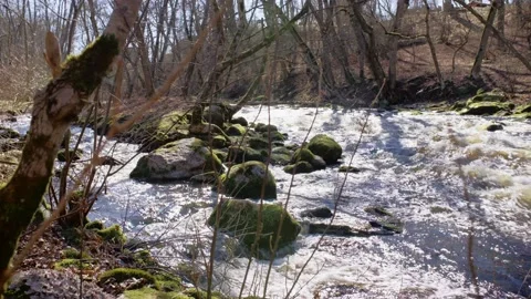 Forest River Pack (1.2 Optical Zoom) Stock Footage 132954745