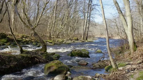 Forest River Pack (2.0) Stock Footage 132955025