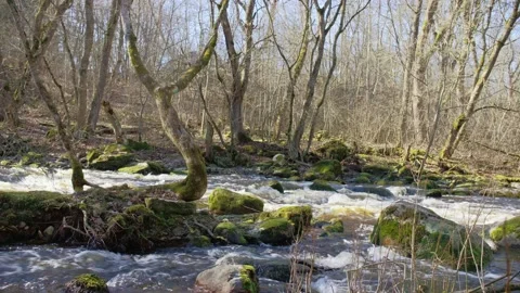 Forest River Pack (3.0) Stock Footage 132955047