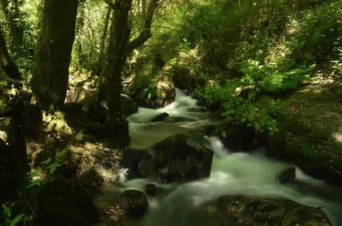 Forest with a river that passes through trees and rocks Stock Photos