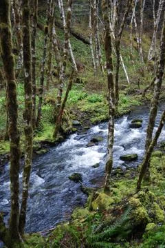 Forest river Foto stock
