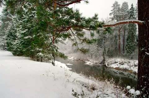 Forest river. Stock Photos