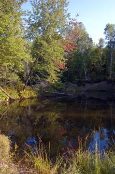 Forest river Stock Photos