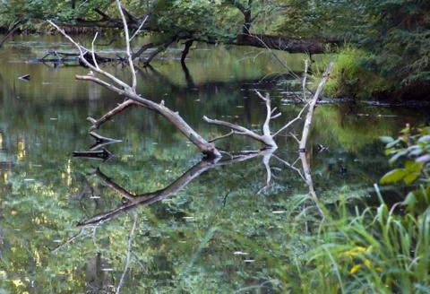 Forest river Stock Photos