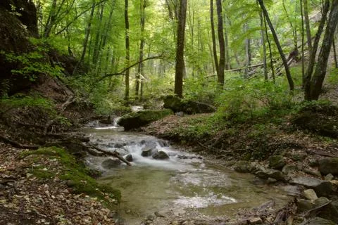 Forest river Foto stock