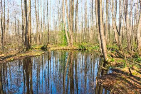 Forest river Stock Photos