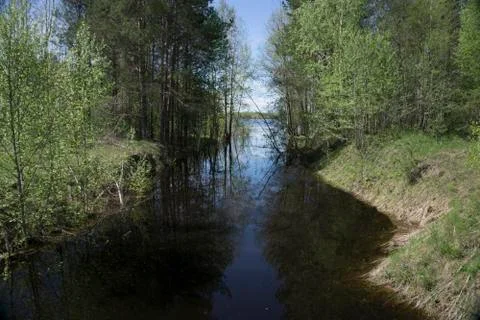 Forest river Stock Photos