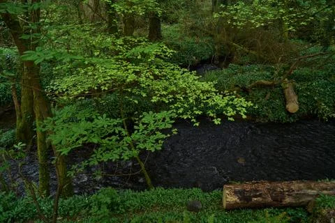 Forest &amp; river 库存照片