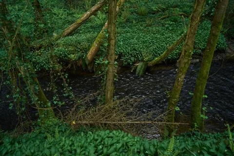 Forest &amp; river Stock Photos