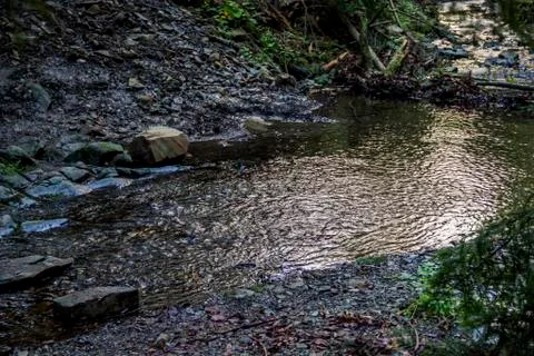 A forest river Stock Photos