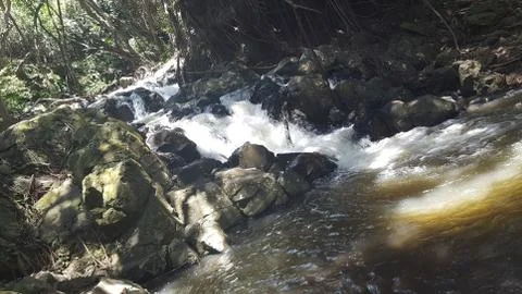 Forest River Stock Photos