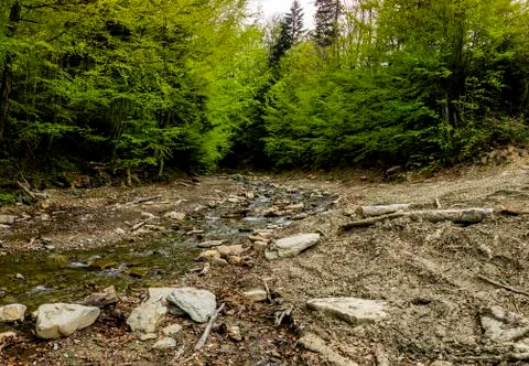 A forest river Stock Photos
