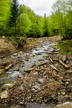 A forest river Stock Photos